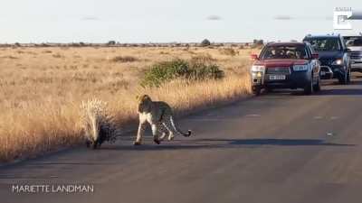 ? Leopard versus Porcupine