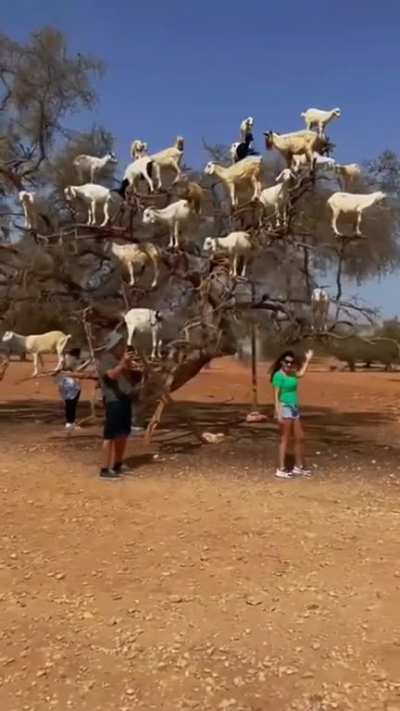 they can climb?
