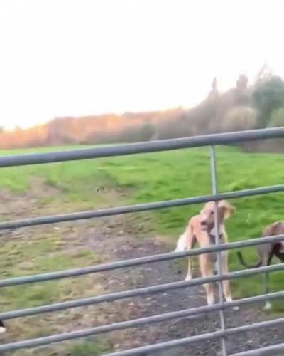Successful jump