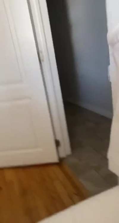 Cat making a scene