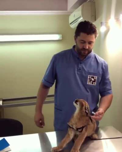 "No shots Dr. Vet man! I am fierce! Ok one shot...but I didn't like it."