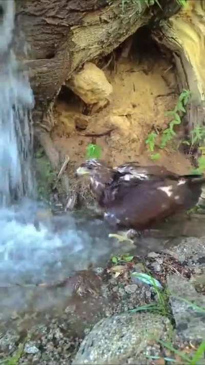 ? An eagle enjoys this natural shower