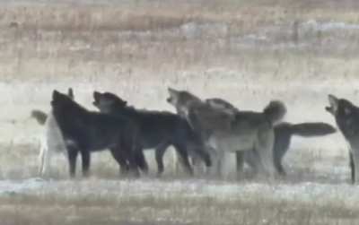 ?Yellowstone wolf pack start a howl