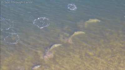? New cooperative Dolphin feeding technique documented for the first time