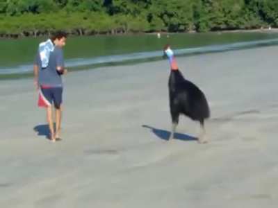 ? A beachgoer's encounter with a southern Cassowary, Cape Tribulation, Australia