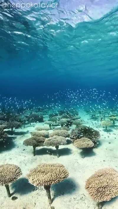 ? A coral forest - Okinawa Island, Japan