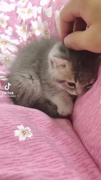 Cats make one of the most satisfying sounds in the world: they purr.