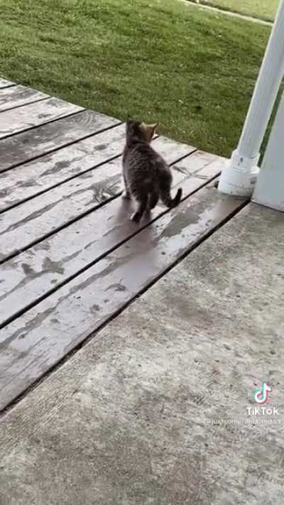 Cattitude