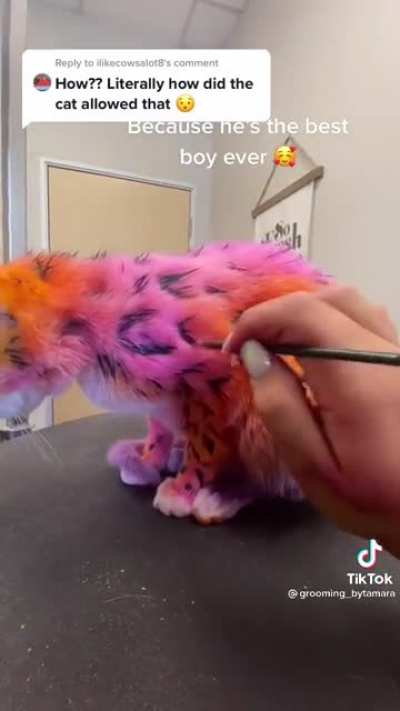 Poor cat