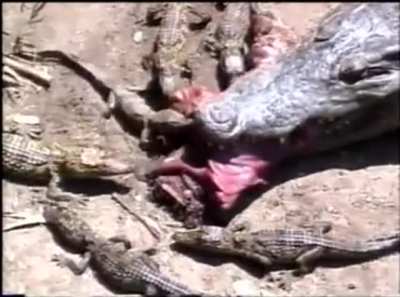 ? Just a mother feeding her babies.