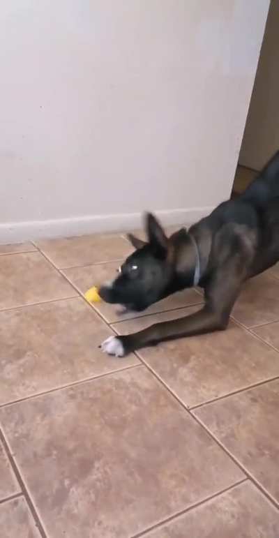 Dog Repellent