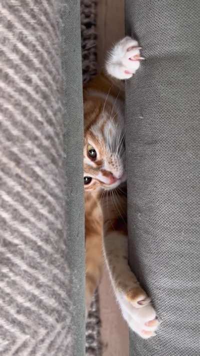 My orange couch troll ?