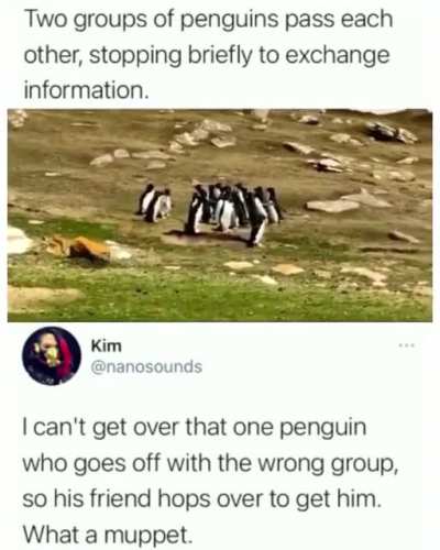 Ah yes Penguins???