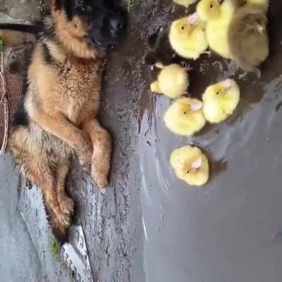They found a pretty good protector