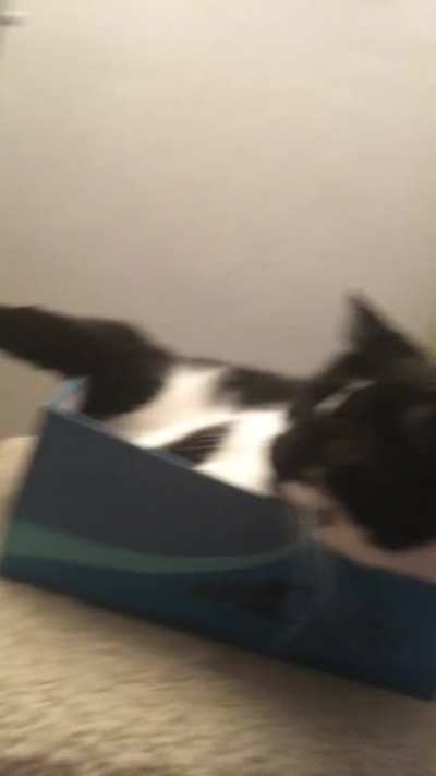 Overflowing liquid meow