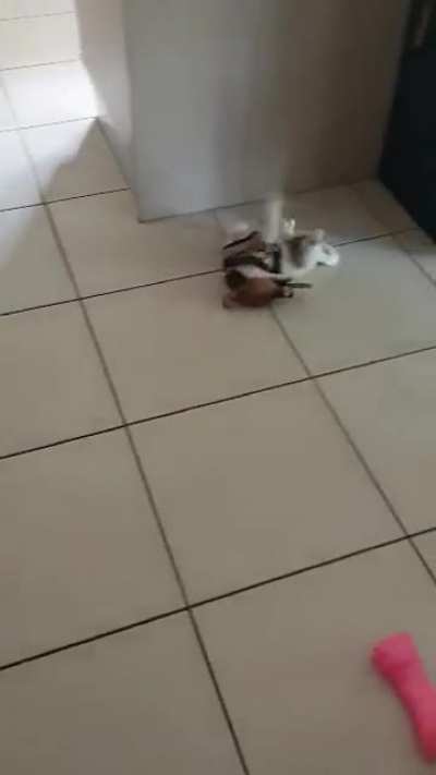 Surprise to see this.. My adorable 9 weeks young jack russell mia bella at play with her treat.???