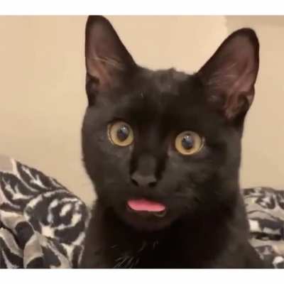 blursed_kitty