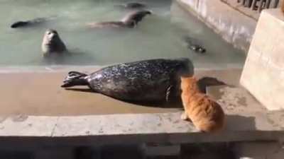 You don't intimidate cats