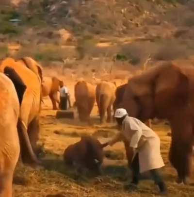 ?Baby elephant being disciplined.