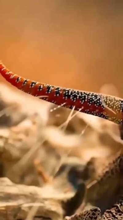 ? Golden-tailed Gecko