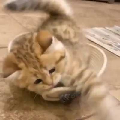 Meow_irl