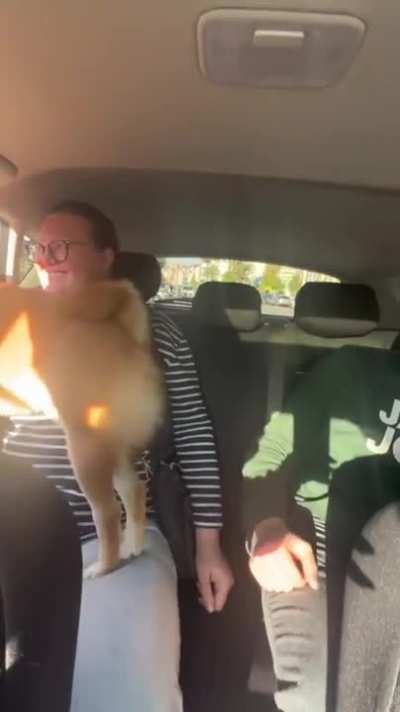 *touches feet* HI-YA! Karate Kick Dog
