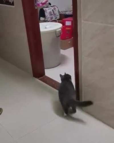 Scaredy cat...