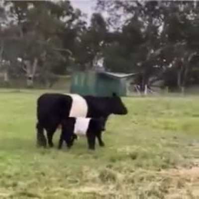 Cows in a field