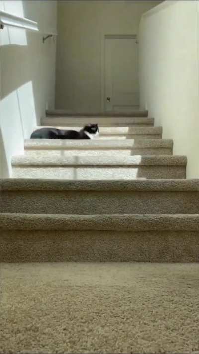 Cat following a sunbeam for warmth..????