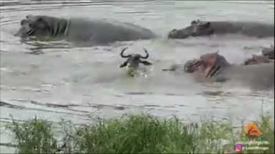 ? Gang of Hippos save Wildebeest from Crocodiles (from LatestSightings at Kruger National Park)