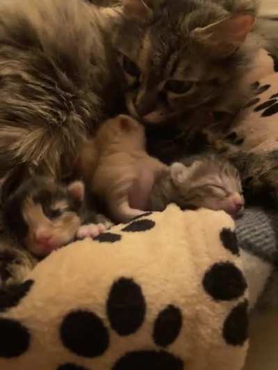Illegally smol yawns ?