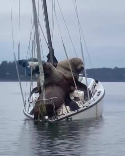 ? Sea lions just chilling on a boat