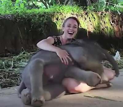 Elephants goofing around