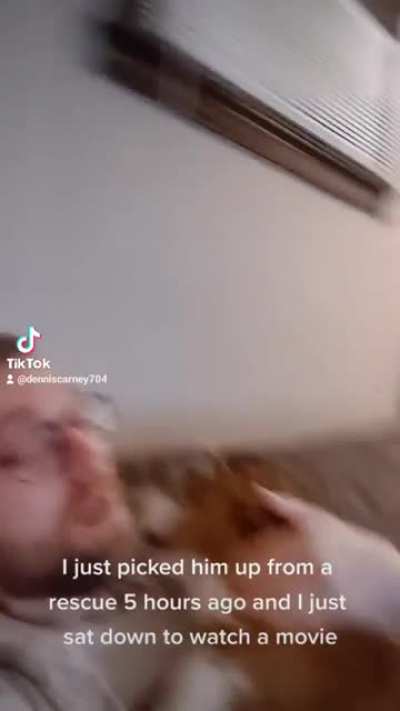 Rescue Dog suffocates new owner