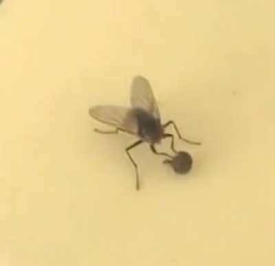 ? fly removing it's head without noticing