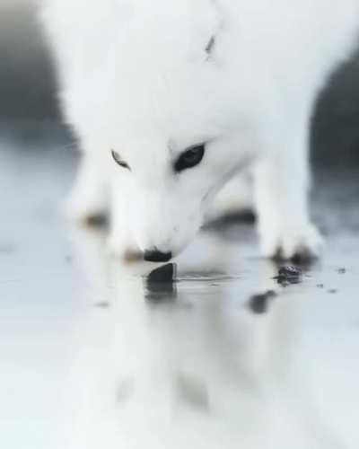 ? An absolutely beautiful Arctic Fox