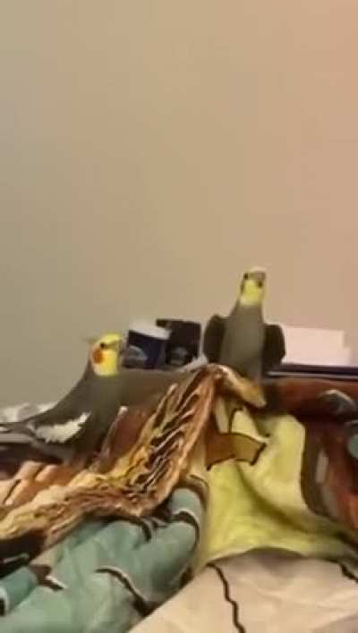 VibingBirbs