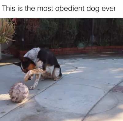 The most obedient dog ever!! ?
