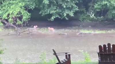 Fawns playing in the river behind my parents house ?