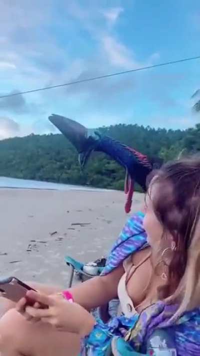 Beachgoers have a close encounter with a Cassowary