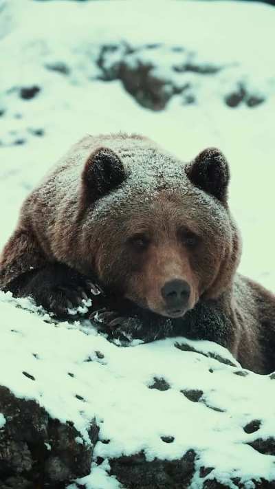 ? The brown bear