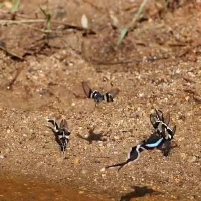 ? These are 100% real, actual butterflies. The green dragontail butterfly (Lamproptera meges) is one of the smallest species of swallowtail butterfly and one of the very few species with wing transparency.