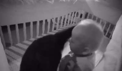 The Cat Burglar