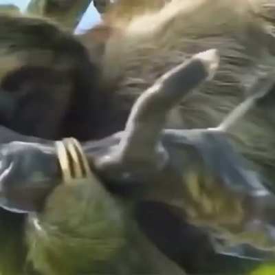? Bungee cord, rare video of sloth giving birth in a tree