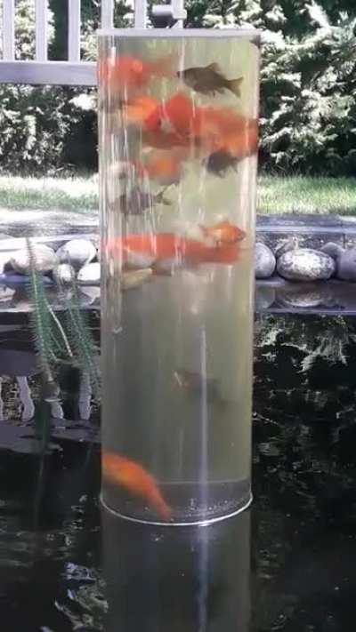 ? Our fish love their tube