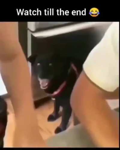 The look the dog gave ?