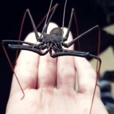? Amblypygi, also known as whip spiders and tailless whip scorpions. They are sometimes sold and kept as pets.