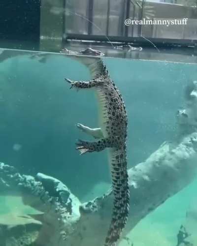 ?A crocodile just vibing and floating around