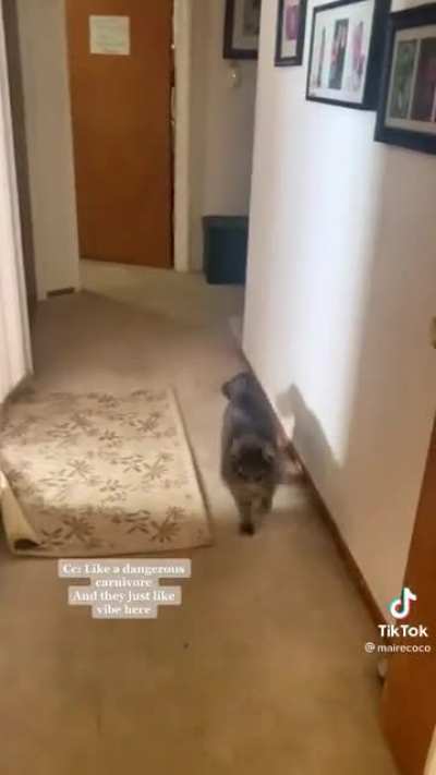 Bipedal behavior and a lush tail; a squirrel?
