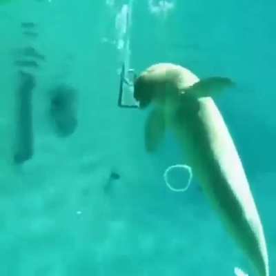 Dolphin play.